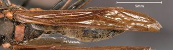 Media type: image;   Entomology 33151 Aspect: Wing front